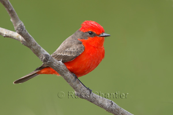 Vermillion Flycatcher &copy; Russ Chantler